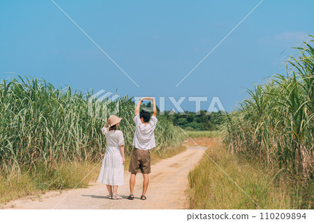 Two people walking along a path in a sugar cane field Two people walking along a path in a sugar cane field 110209894