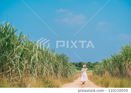 Sugar cane field and woman with straw hat 110210030