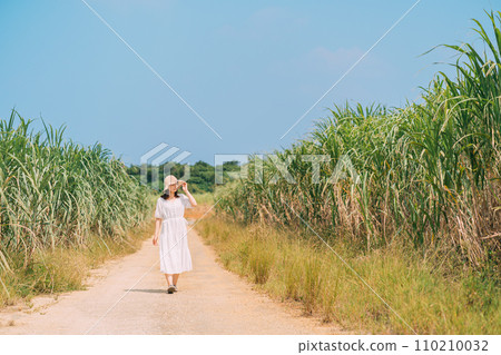 Sugar cane field and woman with straw hat Sugar cane field and woman with straw hat 110210032