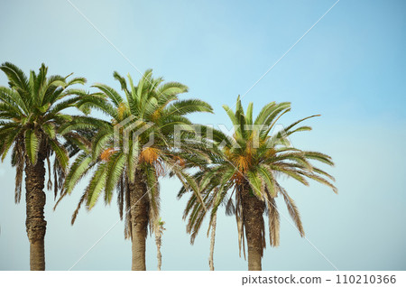 Three beautiful palm trees with dates against blue clear sky background. Copy advertising space Three beautiful palm trees with dates against blue clear sky background. Copy advertising space 110210366