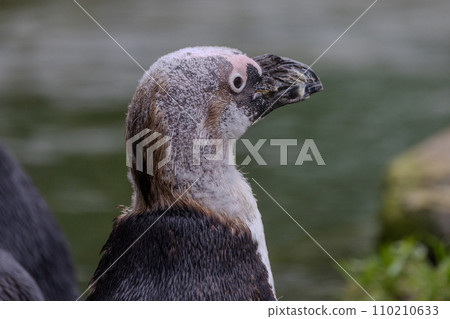 The Molt of the African Penguin 110210633