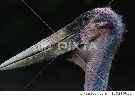 Gaze of the Marabou Stork Gaze of the Marabou Stork 110210636