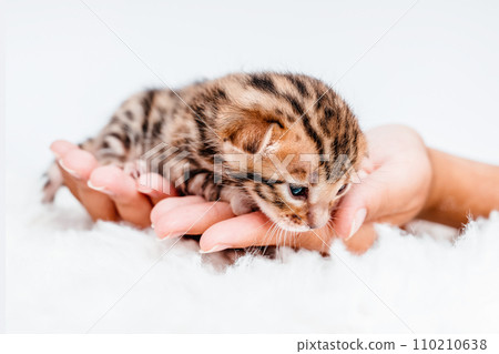 Two week old small newborn bengal kitten on a white background.A kitten in the hands of a girl. On the palms is a small cute kitten.Copy space.Close-up.Cute bengal. 110210638