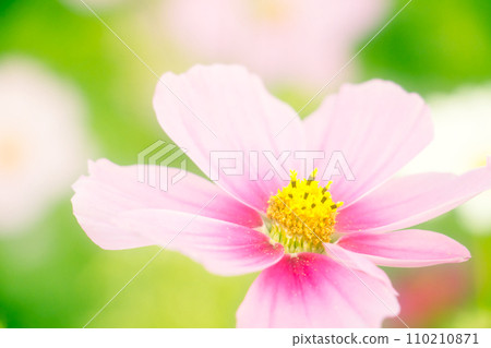Pretty flowers_autumn cherry blossoms_03 Pretty flowers_autumn cherry blossoms_03 110210871