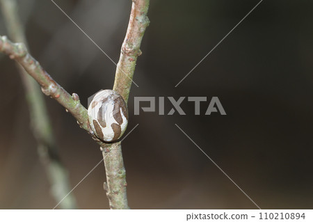 伊拉加的繭 伊拉加的繭 110210894