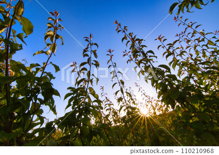 美麗的日落_1 美麗的日落_1 110210968