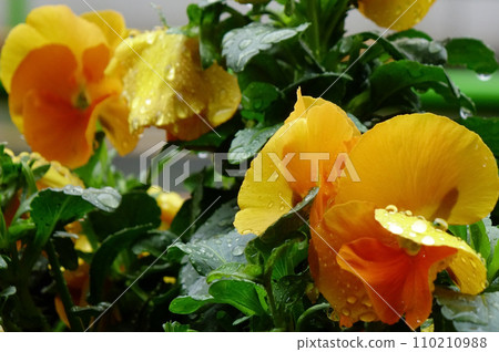 Water droplets, the grace of pansies wet with raindrops, and pretty petals. 110210988