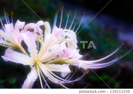 Bewitching flower_7 110211250