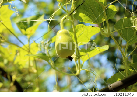 甘表果 甘表果 110211349