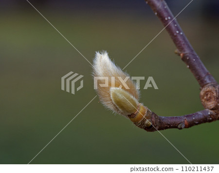 木蘭科植物玉蘭的頂芽 110211437