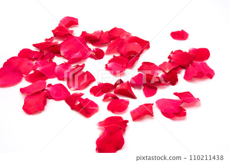 Red rosese petal on white background.Close up 110211438