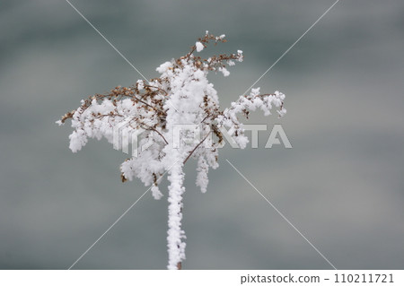 frosty day frosty day 110211721
