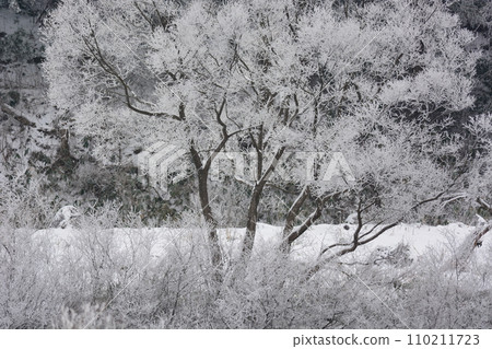 frosty day frosty day 110211723