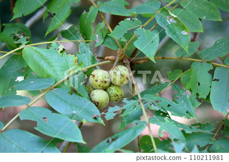 日本核桃果實 110211981