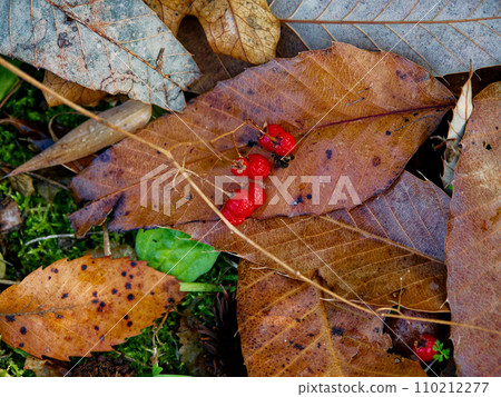 茄科茄屬植物的紅色果實 110212277