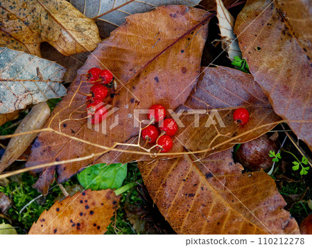 茄科茄屬植物的紅色果實 110212278