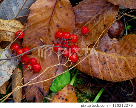 茄科茄屬植物的紅色果實 110212279