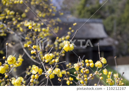 早春使者 早春使者 110212287