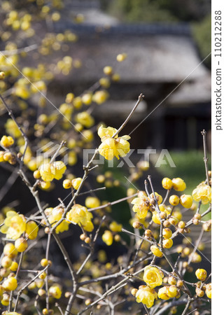 春天的氣息甜甜的 春天的氣息甜甜的 110212288