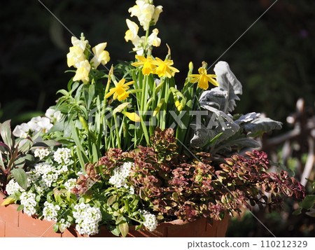 水仙花和金魚草黃花一起種植 水仙花和金魚草黃花一起種植 110212329