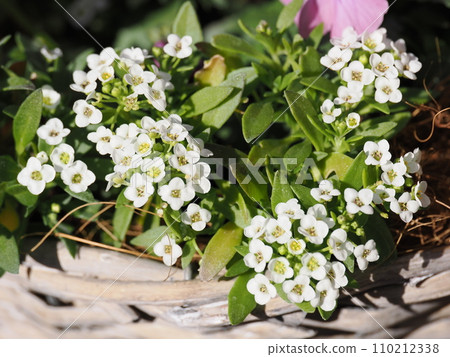 小白花香薺用於群植 小白花香薺用於群植 110212338