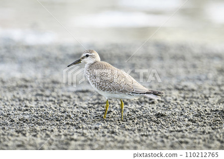 Koobasigi幼鳥 Koobasigi幼鳥 110212765
