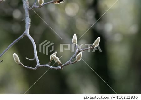 木蘭科植物玉蘭的頂芽 110212930
