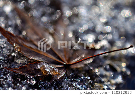 Close-up of fallen maple leaves glistening with melted snow 110212933