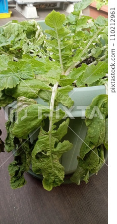 Radish leaves drooping due to lack of watering Radish leaves drooping due to lack of watering 110212961