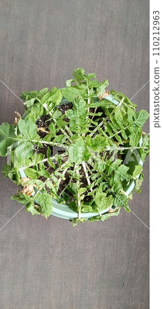 蘿蔔因缺水而下垂 蘿蔔因缺水而下垂 110212963