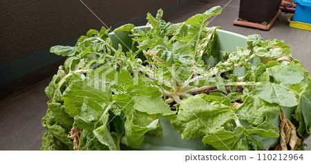 The leaves of the radish in the flower pot are about to wither. The leaves of the radish in the flower pot are about to wither. 110212964