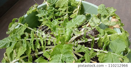 澆水的蘿蔔 澆水的蘿蔔 110212966