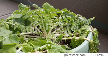 The radish has withered due to lack of water, but the center is still healthy. 110212969