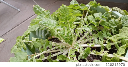Radishes that have been left unwatered Radishes that have been left unwatered 110212970