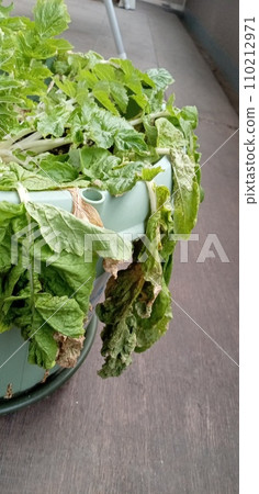 A radish with withered leaves that looks like it's about to wither. A radish with withered leaves that looks like it's about to wither. 110212971
