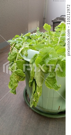 因軟腐而葉子枯萎的蘿蔔 因軟腐而葉子枯萎的蘿蔔 110212972