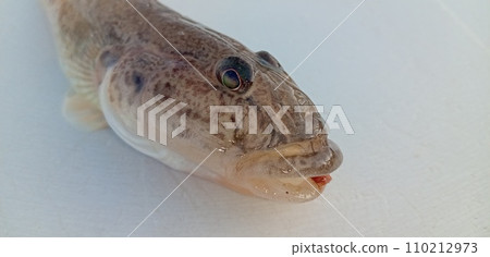 Mahaze's face 110212973