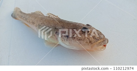 馬哈茲的對角線視圖 馬哈茲的對角線視圖 110212974