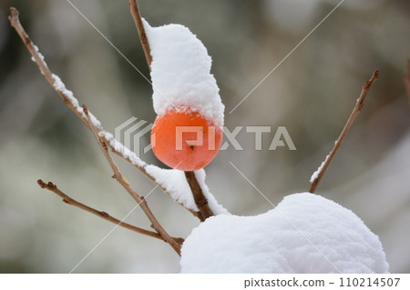 柿子真正下雪了 柿子真正下雪了 110214507