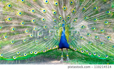 Peacock spreading its wings at Calgary Zoo 110214514