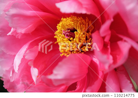 Peony ~ ~ ✿Peony✿ ~ ~ Peony ~ ~ ✿Peony✿ ~ ~ 110214775