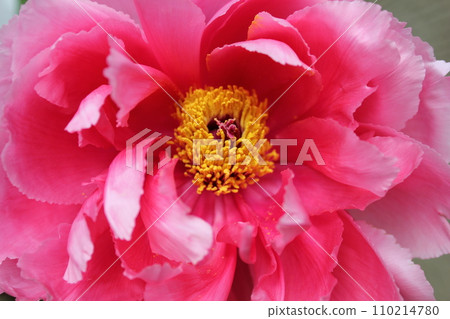 Peony ~ ~ ✿Peony✿ ~ ~ Peony ~ ~ ✿Peony✿ ~ ~ 110214780
