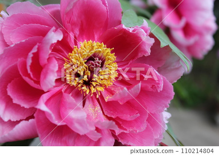 Peony ~ ~ ✿Peony✿ ~ ~ Peony ~ ~ ✿Peony✿ ~ ~ 110214804
