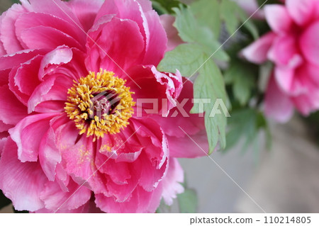 Peony ~ ~ ✿Peony✿ ~ ~ 110214805