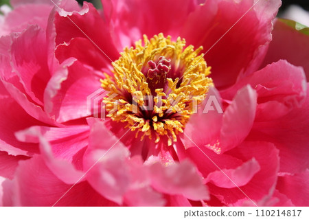 Peony ~ ~ ✿Peony✿ ~ ~ 110214817