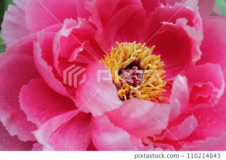 Peony ~ ~ ✿Peony✿ ~ ~ 110214843