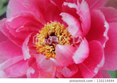 牡丹~~✿牡丹✿~~ 110214844