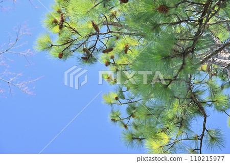 A clear winter sky and the Japanese daisies that have produced fruit this year 110215977