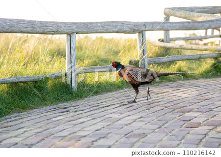 Calling pheasant on the field 110216142