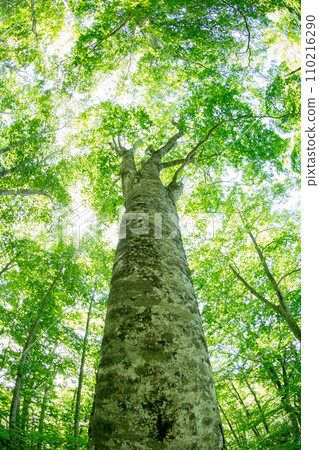 Beech in the summer Beech in the summer 110216290
